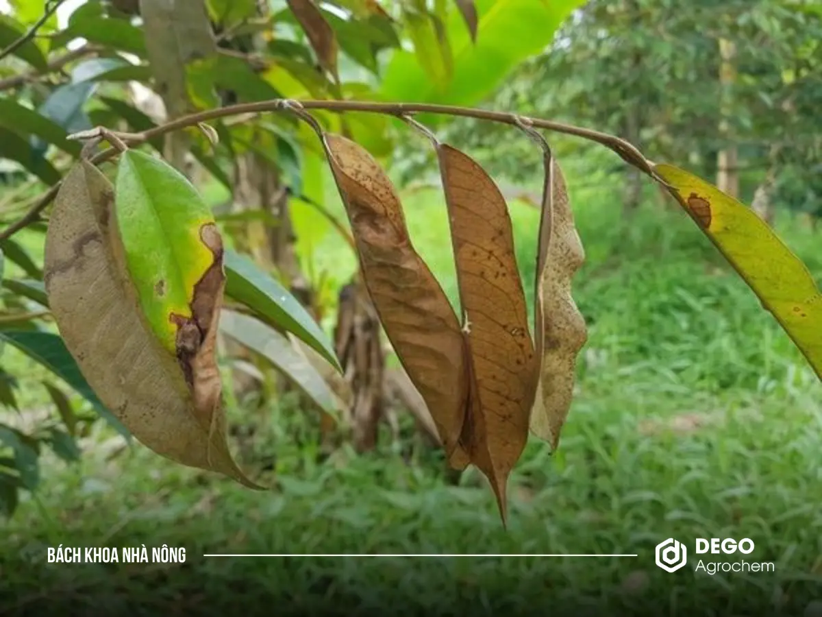Khô cành sầu riêng chủ yếu do nấm Rhizoctonia Solani gây ra