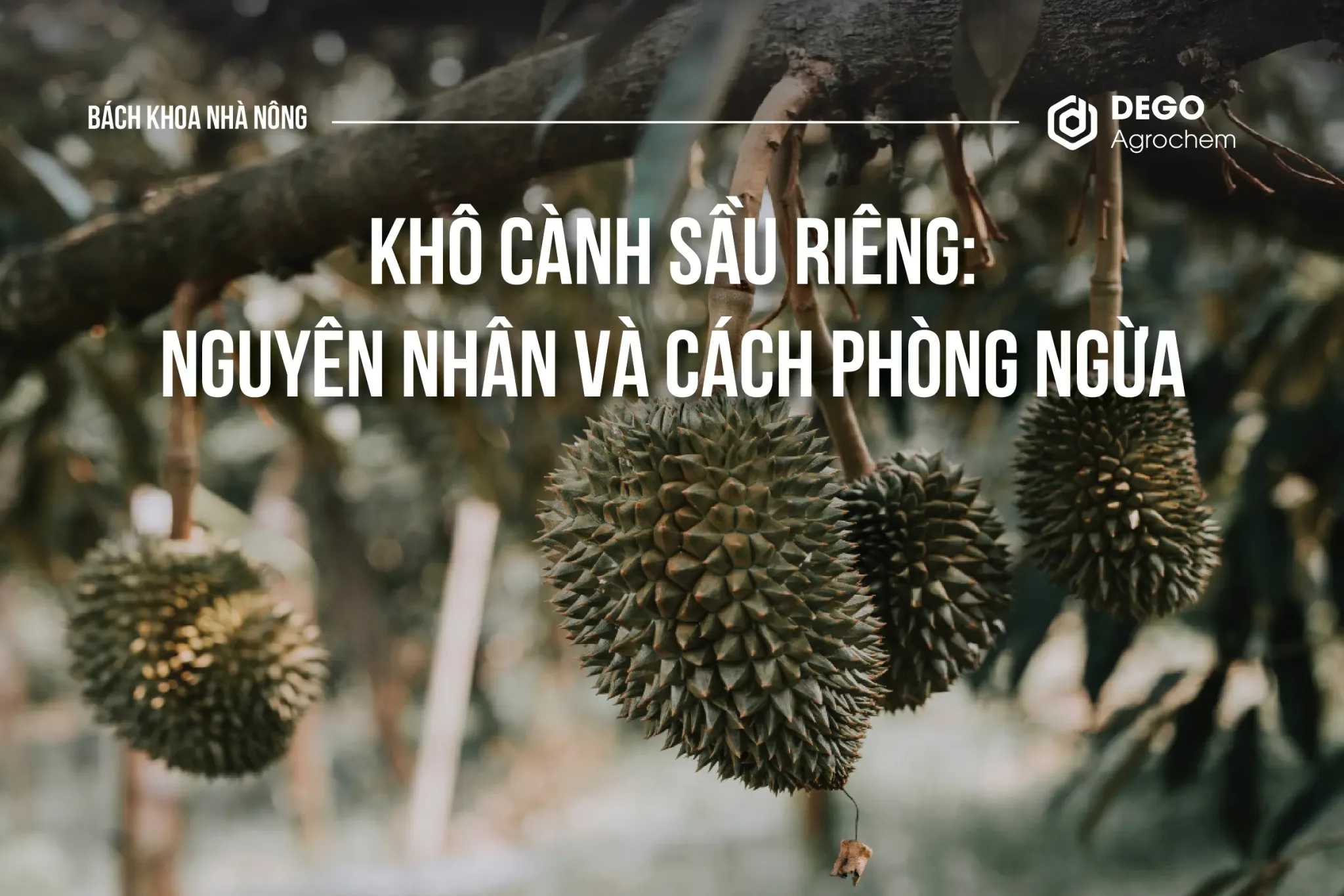 Khô cành sầu riêng: Nguyên nhân và cách phòng ngừa