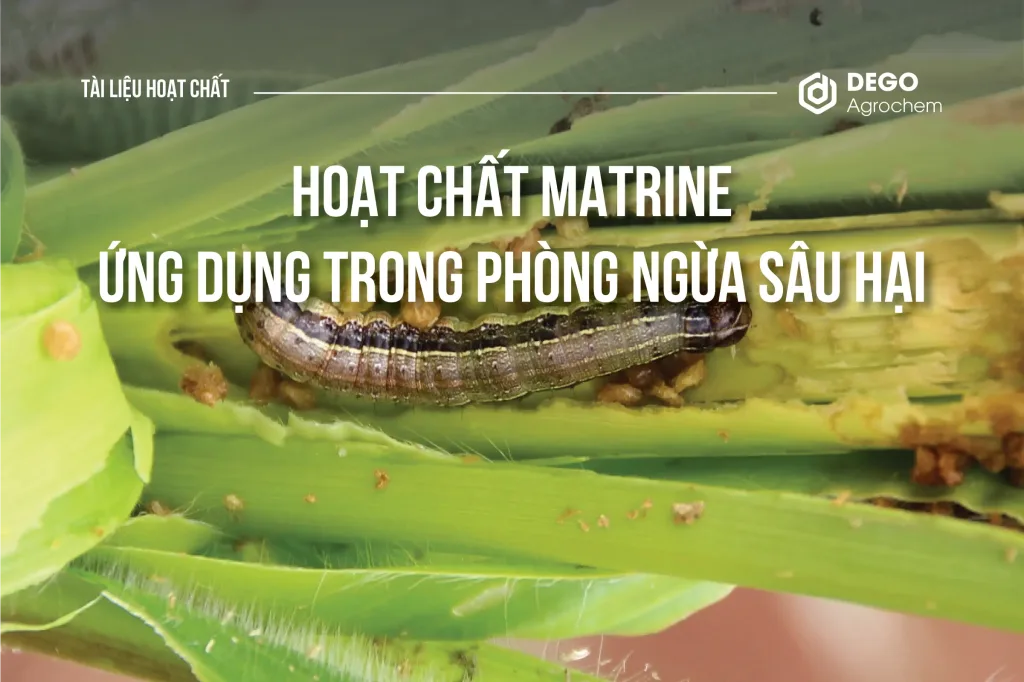 Matrine và ứng dụng trong phòng ngừa sâu hại