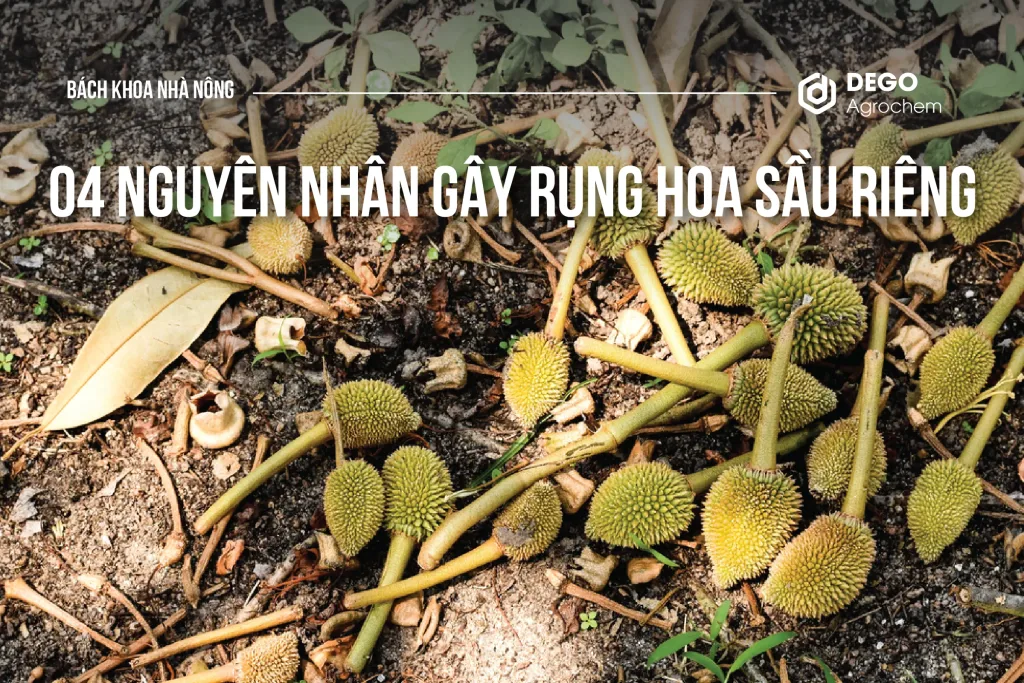 Nguyên nhân gây rụng hoa sầu riêng