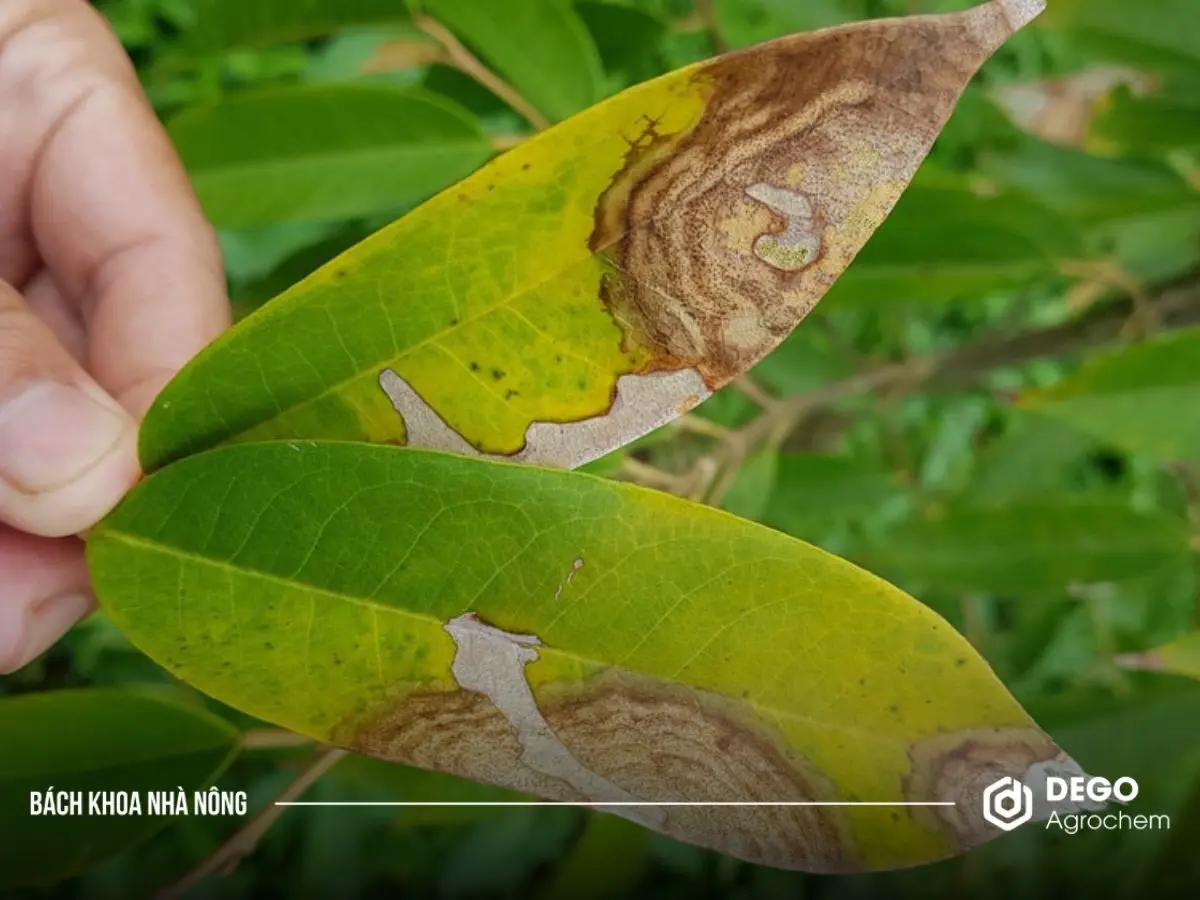 bệnh đốm lá sầu riêng