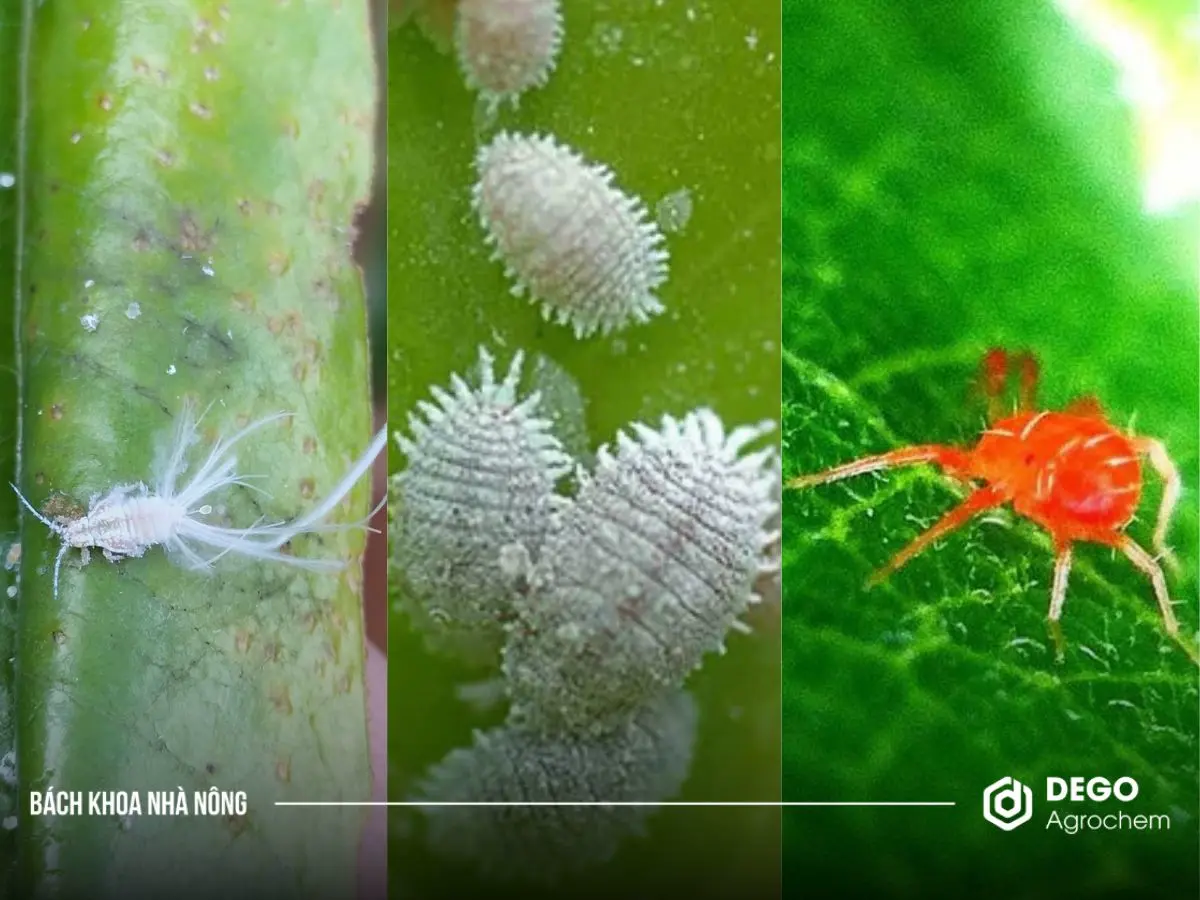 phòng trừ sâu hại ở sầu riêng