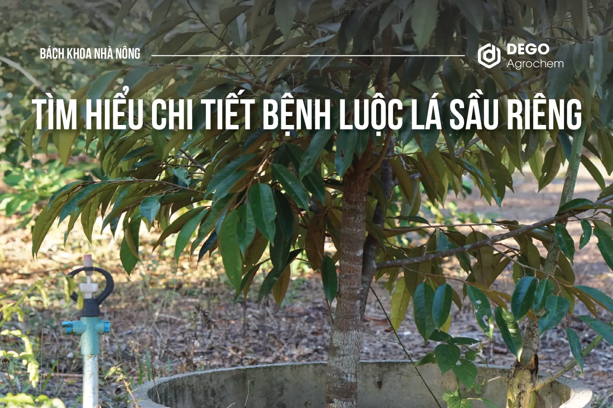 TÌM HIỂU CHI TIẾT BỆNH LUỘC LÁ SẦU RIÊNG
