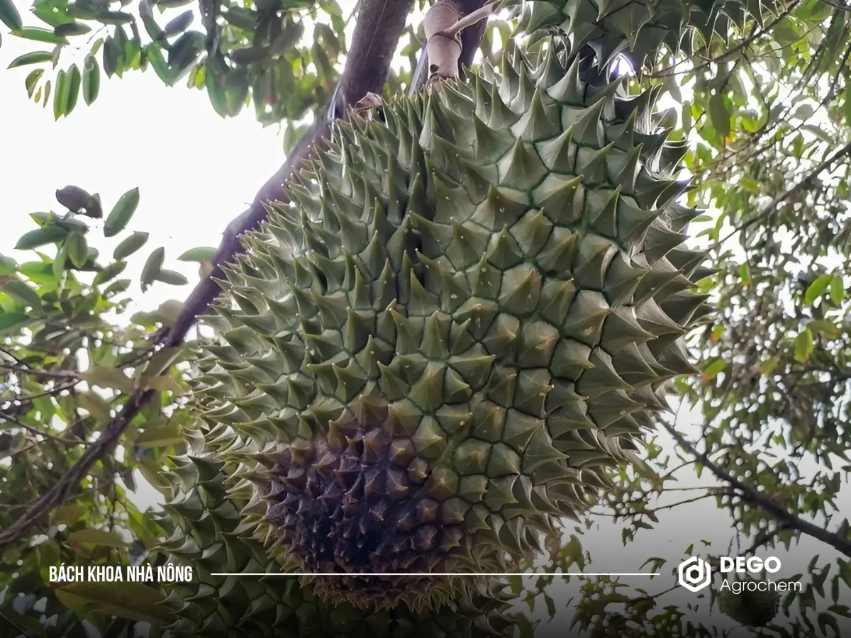 Nguyên nhân chính gây ra bệnh nấm sầu riêng là do loại nấm Phytophthora palmivora