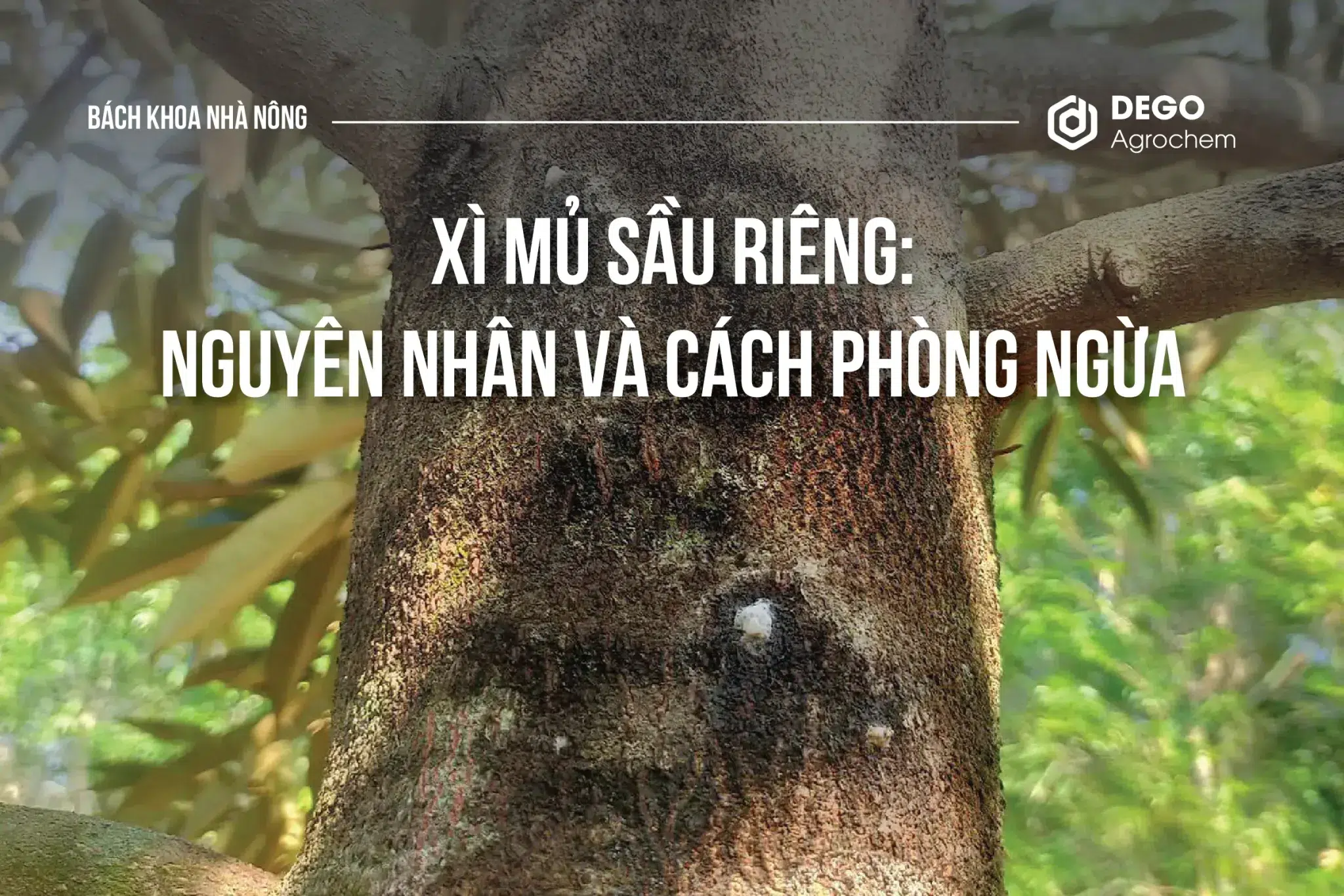 Xì mủ sầu riêng: Nguyên nhân và cách phòng ngừa